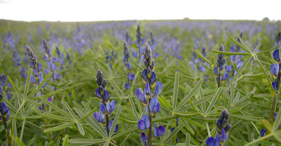 Blaue Lupinen am ZALF in Münchenberg