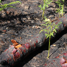 Resprouting bracken (Pteridium aquilinum) shortly after a wildfire