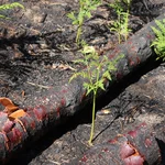Adlerfarn (Pteridium aquilinum) treibt direkt nach einem Waldbrand wieder aus.