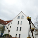 Our pears begin to sprout - spring 2019