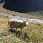 Schaf im Rotmoostal
