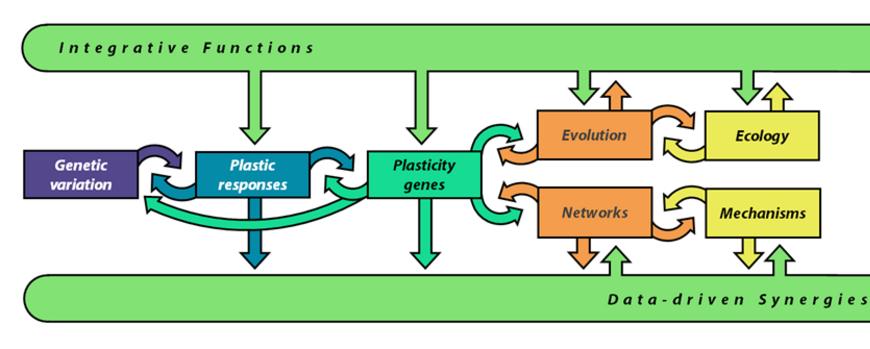 Over the course of the three funding periods, work in the scientific projects will exploit genetic variation in phenotypic plasticity (PP) and reaction norms to identify the underlying plasticity genes. This knowledge will in turn be used to address both the basis of PP in molecular networks and mechanisms as well as its evolution and ecological relevance (boxes in centre). Integrative functions provided by projects A8 and particularly Z2 (green U-shape) will ensure synergies and answers to higher-level questions about phenotypic plasticity.