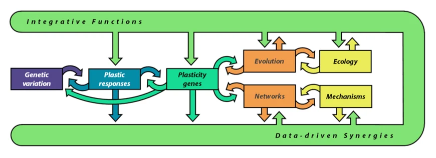 Over the course of the three funding periods, work in the scientific projects will exploit genetic variation in phenotypic plasticity (PP) and reaction norms to identify the underlying plasticity genes. This knowledge will in turn be used to address both the basis of PP in molecular networks and mechanisms as well as its evolution and ecological relevance (boxes in centre). Integrative functions provided by projects A8 and particularly Z2 (green U-shape) will ensure synergies and answers to higher-level questions about phenotypic plasticity.