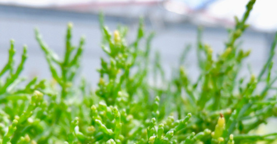 Der Europäische Quelle (Salicornia europaea) IGZ Fitzner