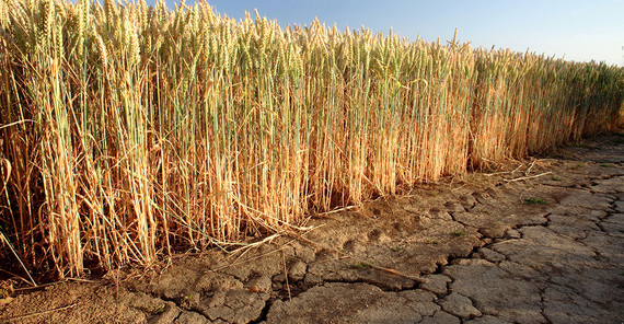 Feld mit dürrem Boden