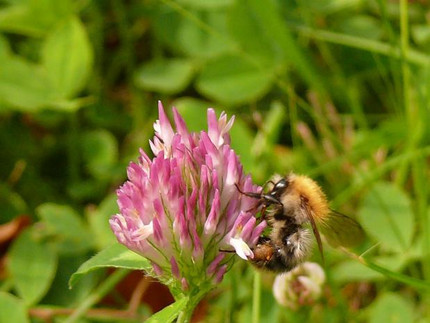 Rot-Klee - Trifolium pratense