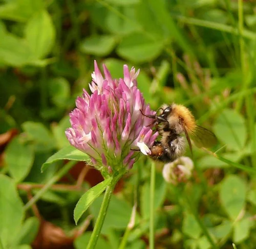 Rot-Klee - Trifolium pratense