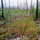 Post-fire vegetation with fireweed and aspen