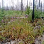 Diverse Vegetation (u.a. mit schmalblättrigem Weidenröschen und Zitterpappel) auf einer Waldbrandfläche