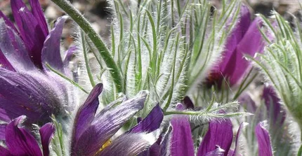 Gemeine Küchenschelle - Pulsatilla vulgaris