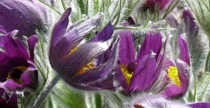 Gemeine Küchenschelle - Pulsatilla vulgaris