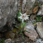 Alpine flora: Edelweiss