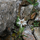 Alpine flora: Edelweiss