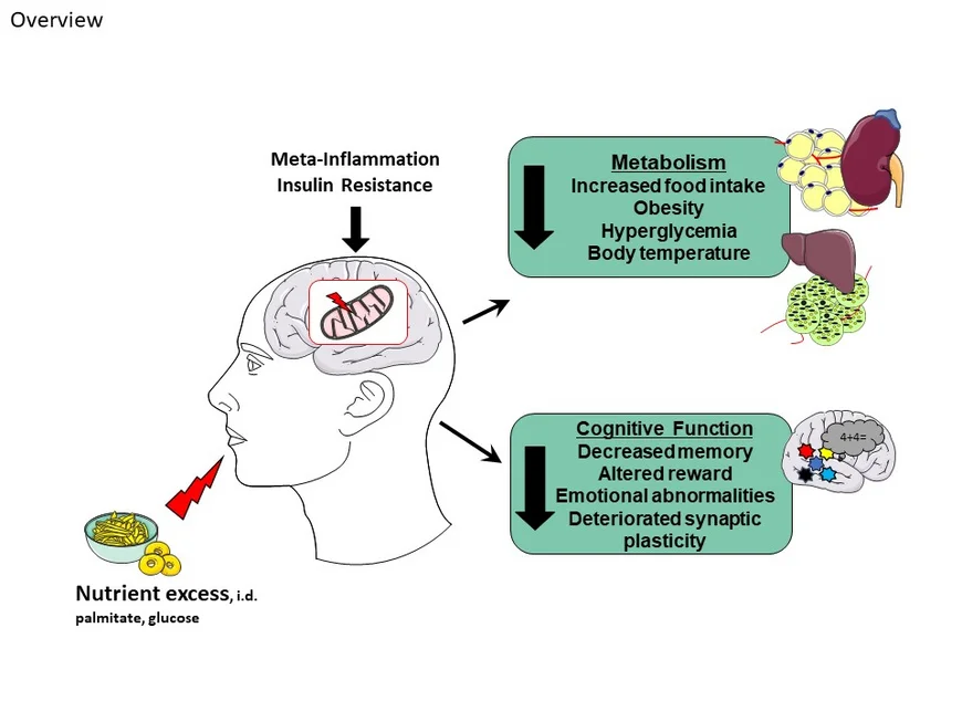 Overview - causes and consequences of malnutrition