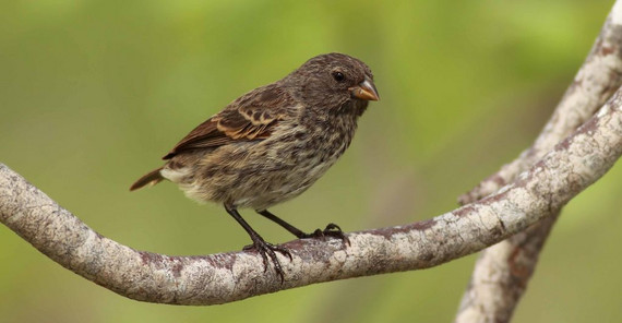 Klein-Grundfink (Geospiza fuliginosa) auf den Galapagos-Inseln. Foto: Ruben Heleno.