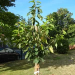 Kirsche Blacky im Spätsommer 2018.