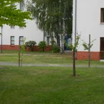 Unsere drei Pflaumen im Spätsommer 2019.