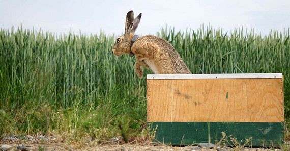 A hare fitted with a tracking collar jumps out of a transport box.