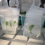 plant in bags in boxes