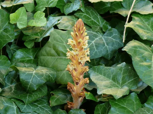Orobanche hederae