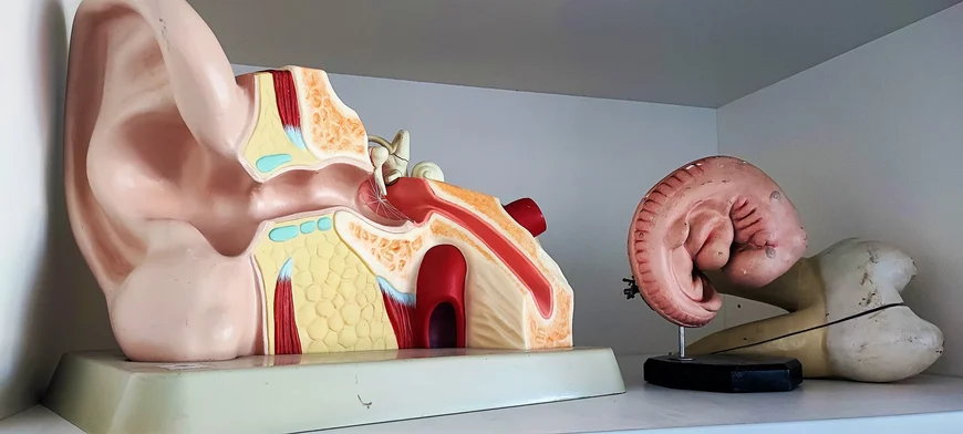 Modellsammlung der Didaktik der Biologie. Ohrmodell. Zahnmodell. Embryomodell