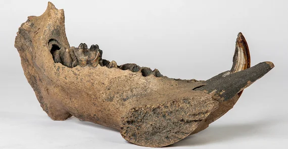 Left mandibular fragment of a female hippopotamus from Rhineland-Palatinate.