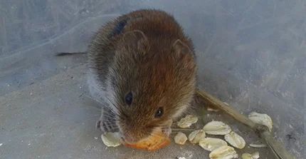 Bank vole feeding on oats