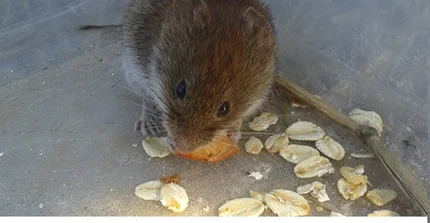 Bank vole feeding on oats