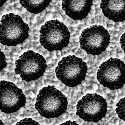 Image of nanomaterial from Dr. Pacholski