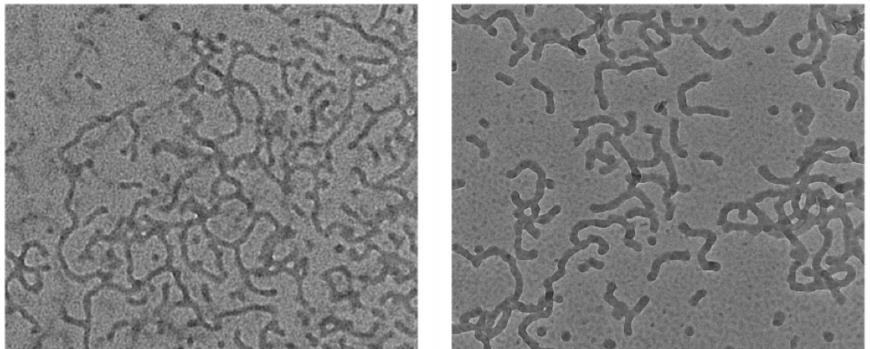 Highly Ordered Glyco‐Inside Nano‐Assemblies