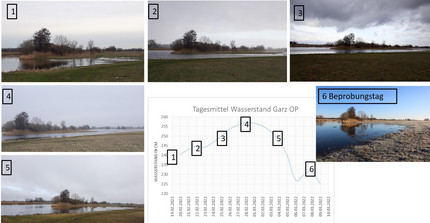 6 Aufnahmen derselben Flutmulde bei verschiedenen Wasserstanden und Darstellung des Wasserstandes am Garzer Wehr OP