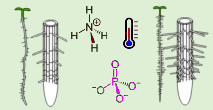 root-hair density and patterning in Arabidopsis thaliana