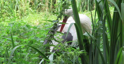 Hydraulically and ecologically defined floodplain boundaries