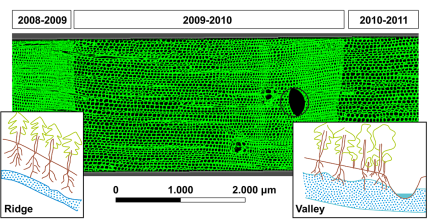 Tree rings under the microscope (Image credits by Christian Mohr)
